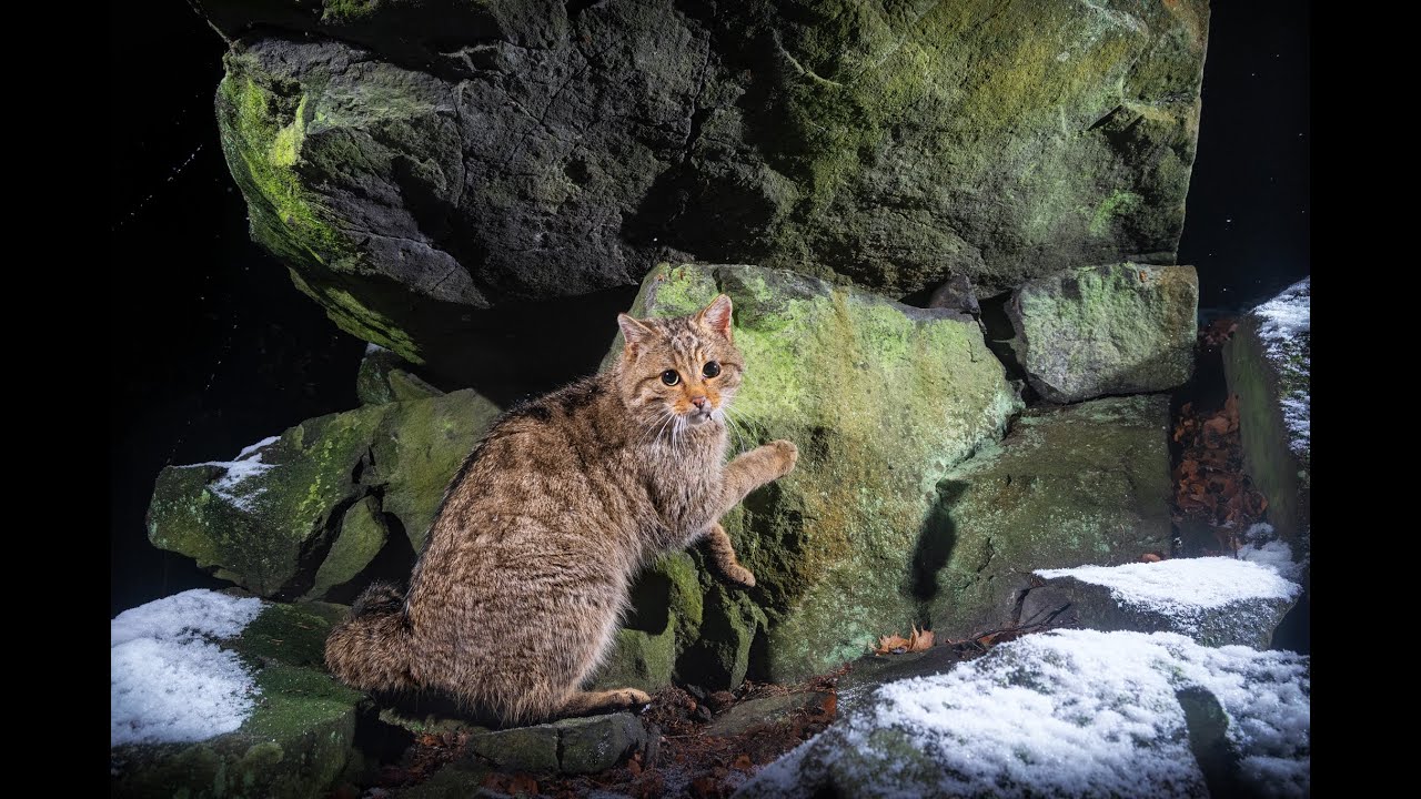 DIVOŠKY z DOUPOVA ve FILMU V. | WILDCAT from DOUPOV V.