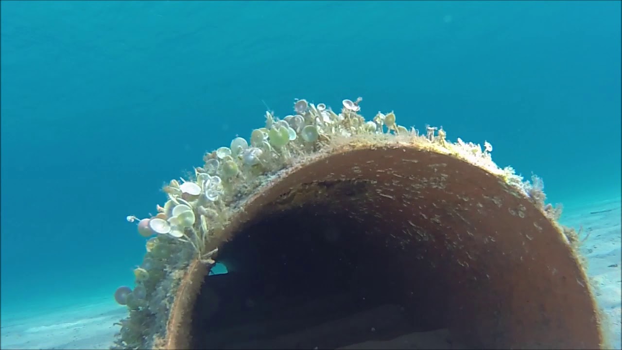 Acetabularia acetabulum Alga a Ombrello Ombrellino di Mare Intotheblue.it