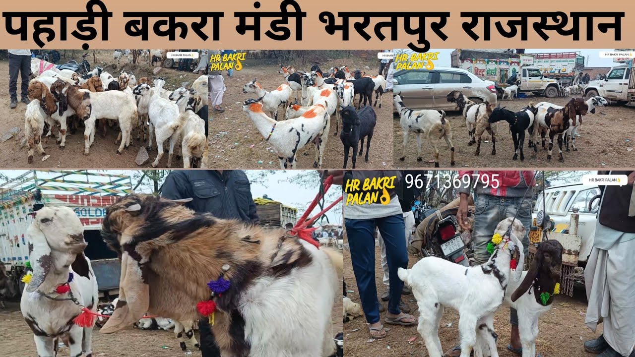 पहाड़ी बकरा मंडी राजस्थान भरतपुर Pahadi Bakra Mandi Bharatpur Rajasthan پہاڑی بکرا منڈی  /16/1/2025