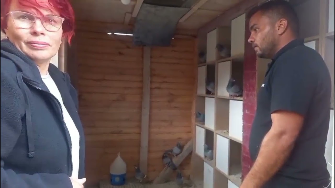 Campionul - Stănilă Alin-Brasov-Vânzare totală a porumbeilor-la prețuri f.accesibile.