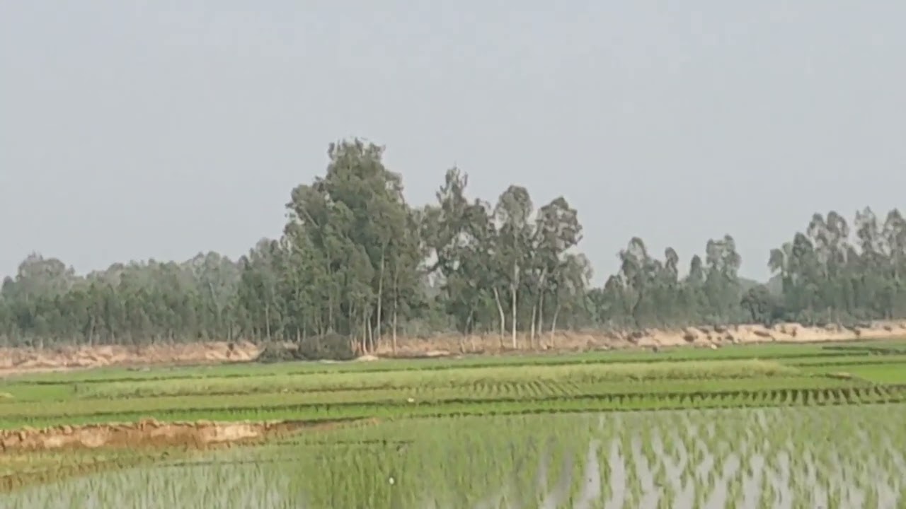 গ্রামে এসে সরিষা কাটা হচ্ছে।   village vibes 