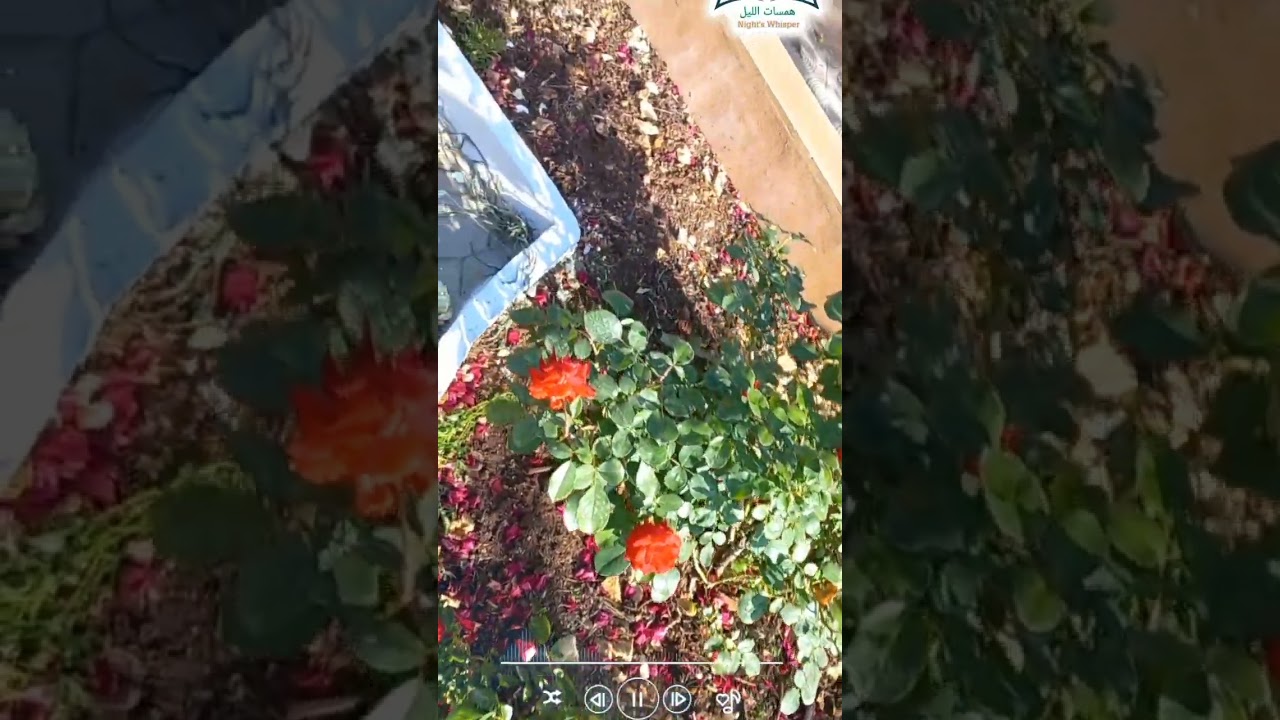 الورد  جميل