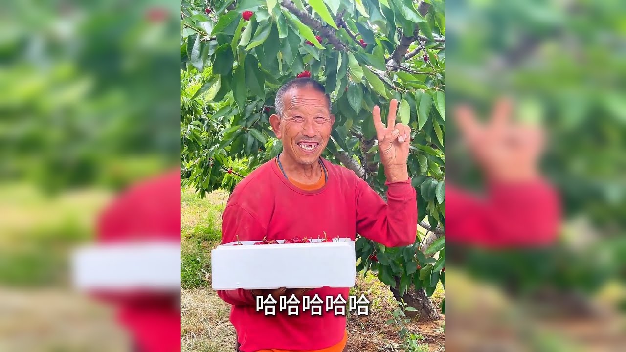 露天樱桃长这么大太难找了 33+起步，这棵树真给力，在露天樱桃界，很少见，物以稀为贵，口感绝绝子！