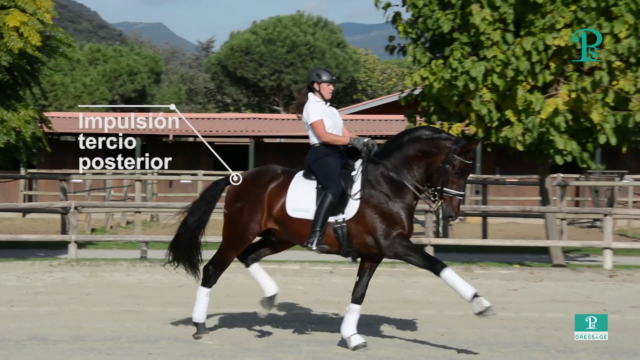 VideoTip Dressage: Ejercicio de Trote Largo en Doma Clásica