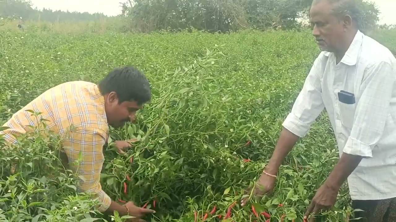 40 క్వింటాల్ దిగుబడి వచ్చు రకం TAIYO సీడ్స్ వారి కల్కి లిఖిత్ సీడ్స్ వత్సవాయి 8555885141