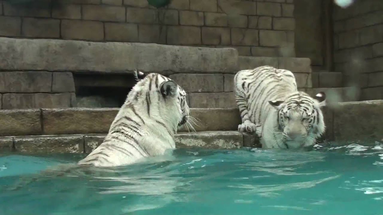 ホワイトタイガー 　WHITE TIGER 3