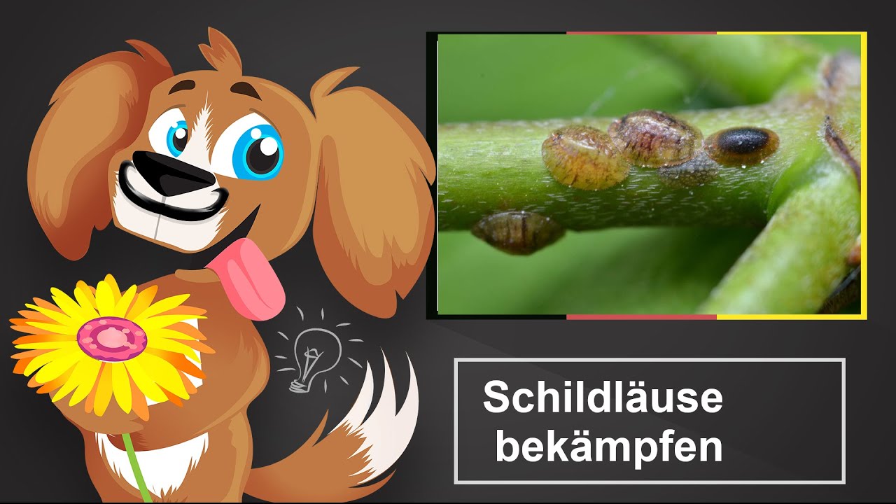 🐶 Schildläuse bekämpfen – So geht’s