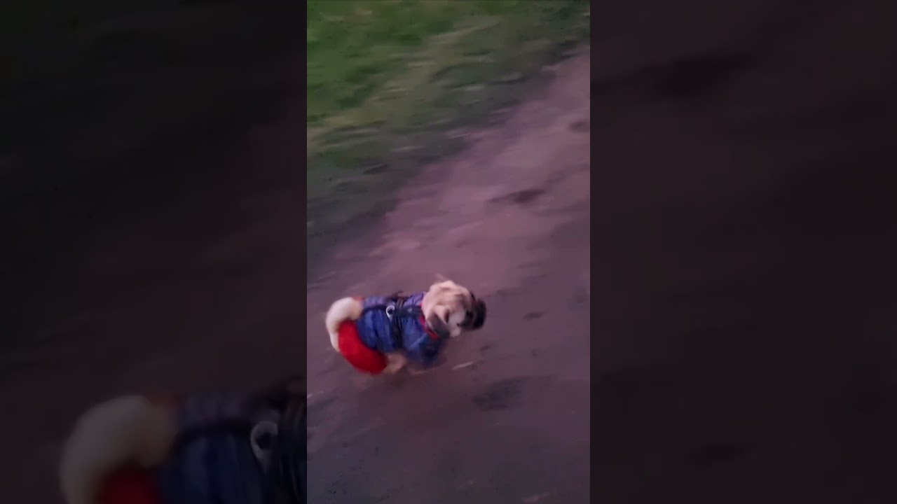 Умный пёс! 🐕 🥰