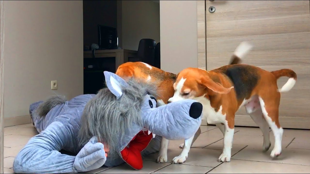 Dogs Vs Big Bad Wolf Prank : Funny Dogs Louie & Marie