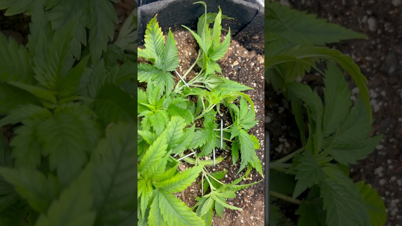 Low Stress Training #shorts #viral #plants