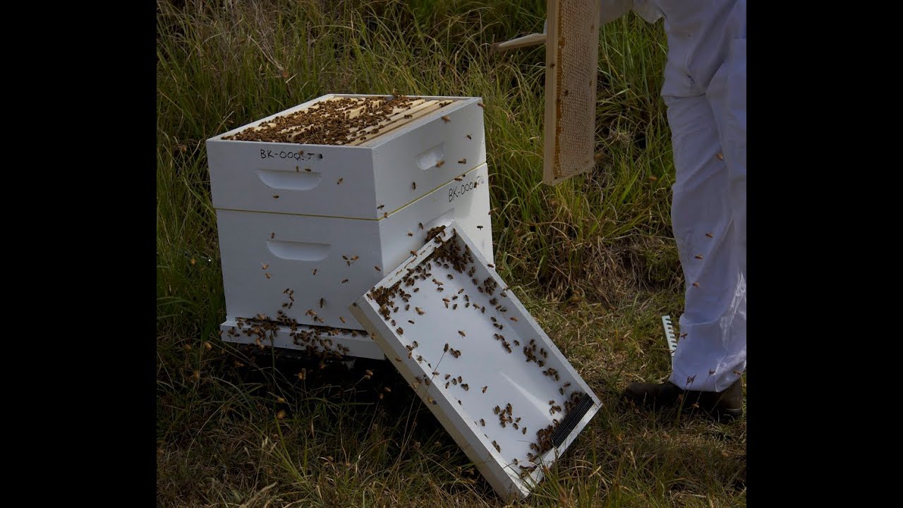 Bee hive check, and putting on a medium super.