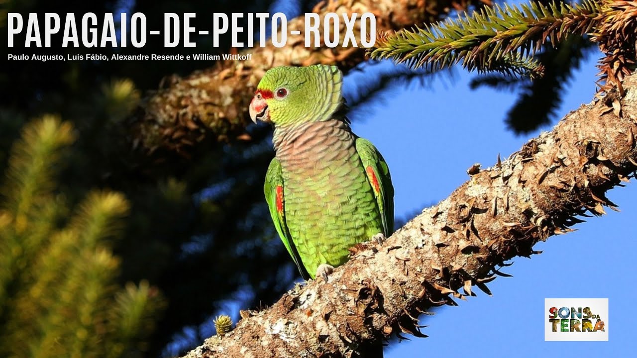 Os esfor&ccedil;os para salvar o papagaio-de-peito-roxo da extin&ccedil;&atilde;o