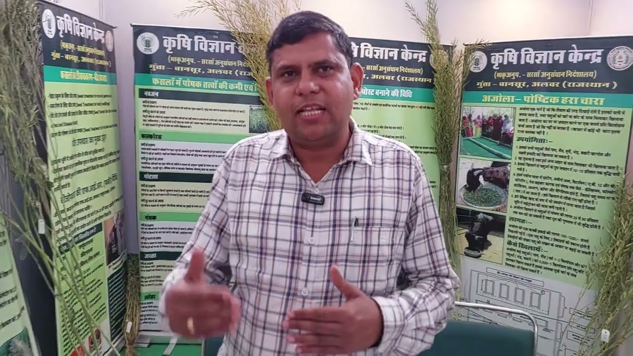 Mustard top variety Giriraj सरसों की टॉप वैरायटी गिरिराज भरतपुर की टॉप वैरायटी