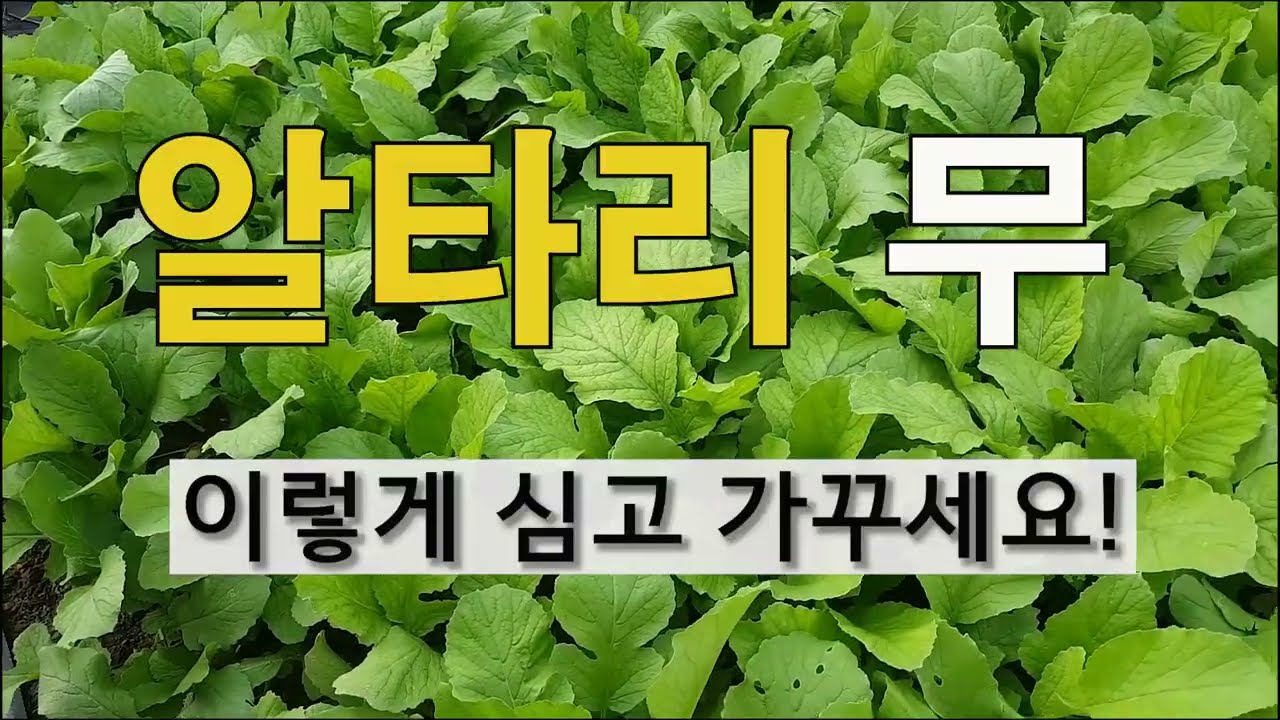 알타리 무 이렇게 심고 가꾸세요! 주말농장 도시텃밭에 알타리무 심고 가꾸기.
