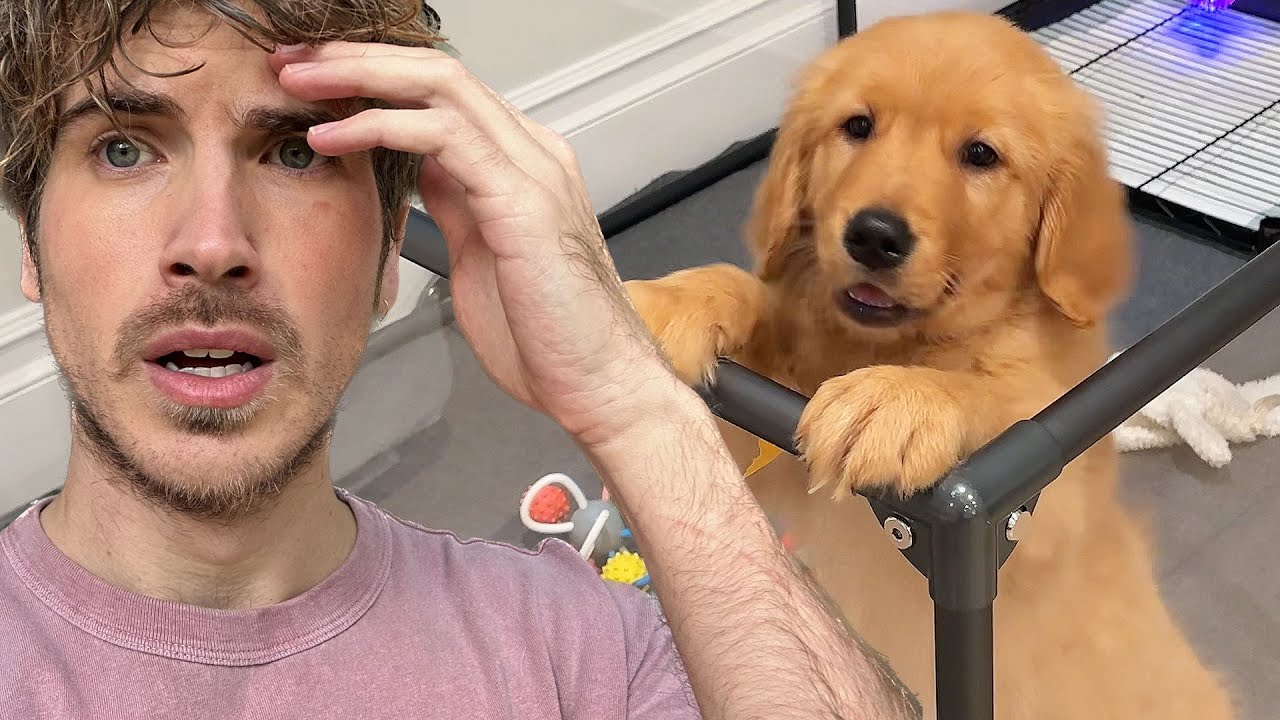 My Golden Retriever Puppy's First Night Alone...