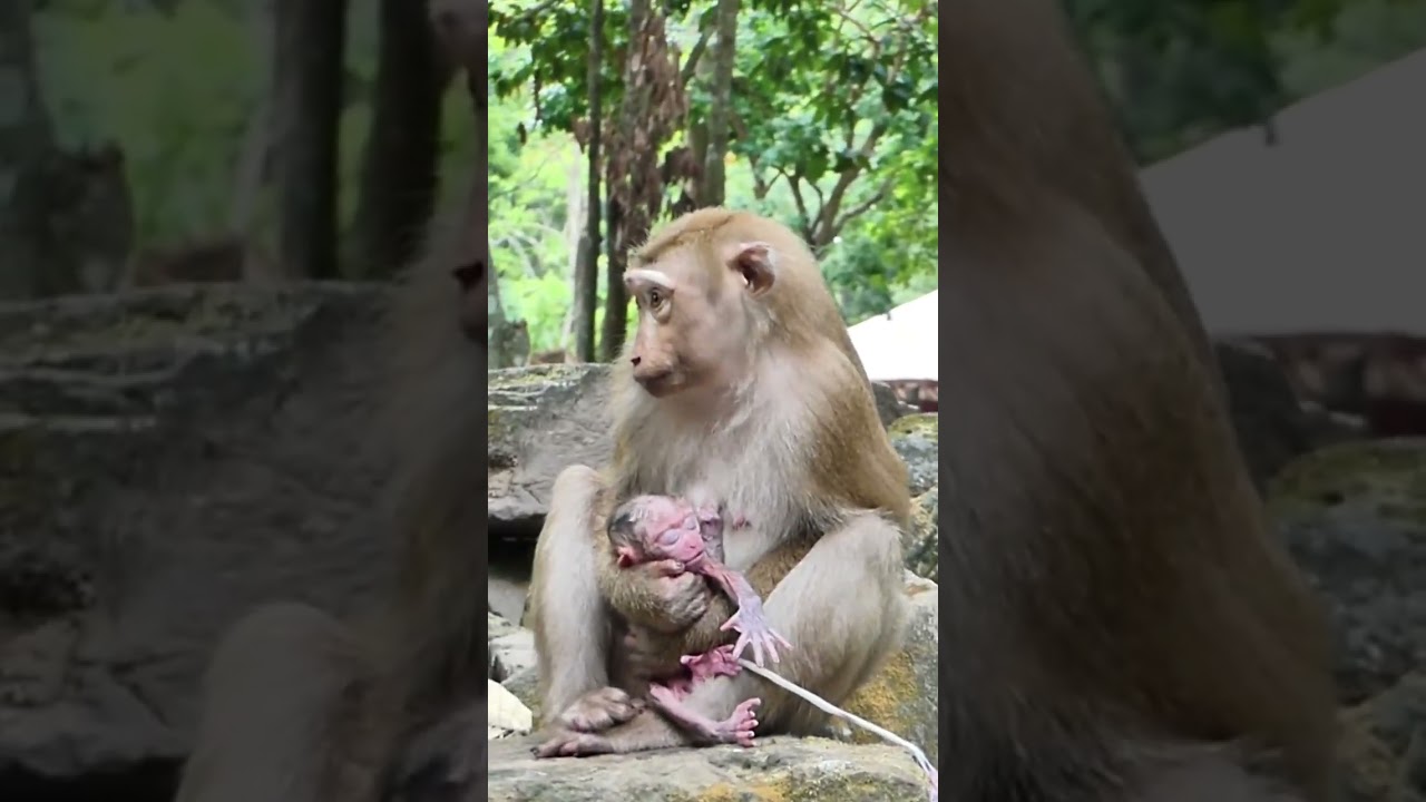 Beautiful Mom & baby Beautiful Animals Relaxing & Stress Relief
