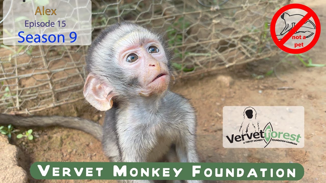 Trying to keep a baby monkey as a pet can put their life at risk, Alex was saved in time