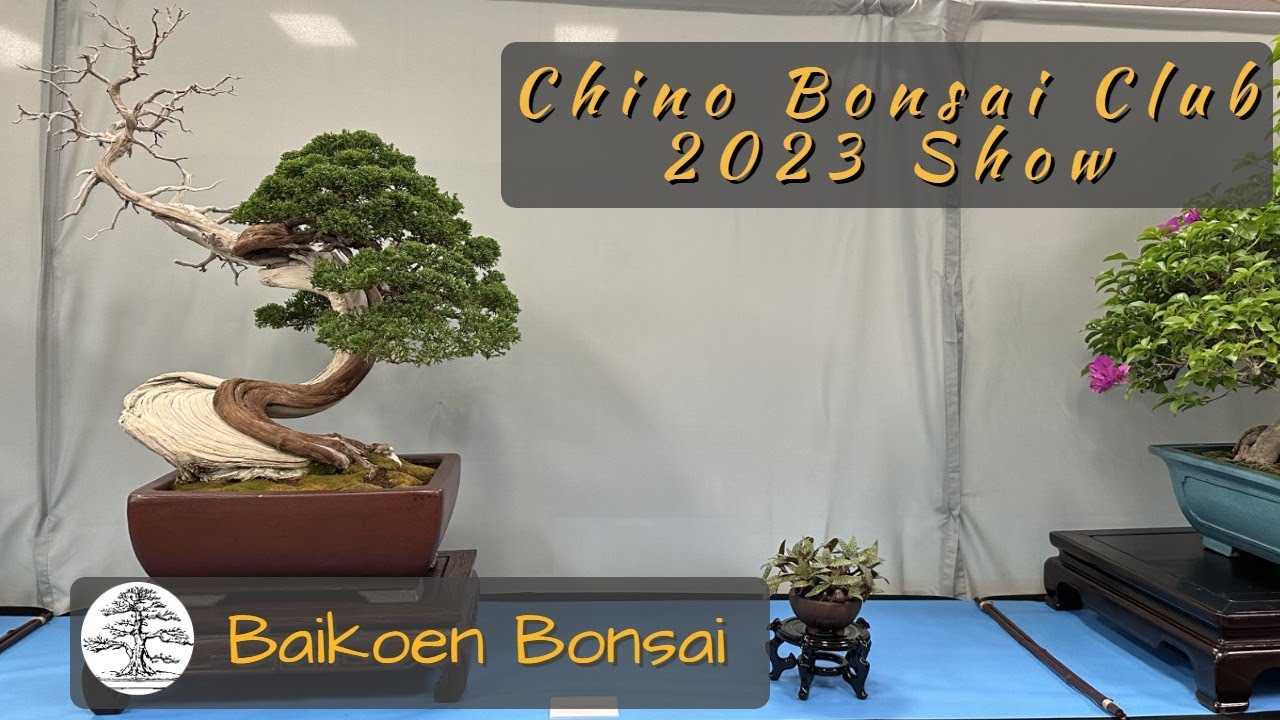 Chino Bonsai Club 2023 Show (San Gabriel) - Bonsai Exhibition - Baikoen Bonsai Club