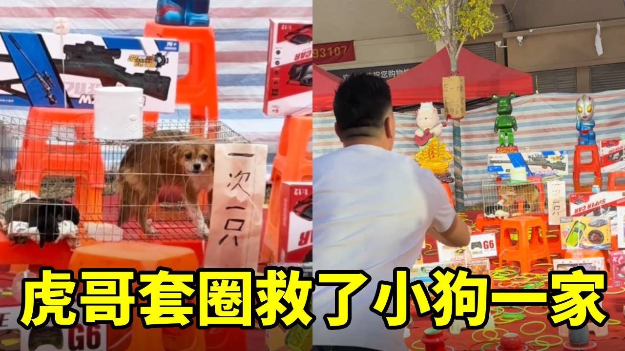 虎哥在庙会上发现一家毛孩子，套中六次能带走一家，虎哥成功带走一家！【虎哥别闹【严选】】