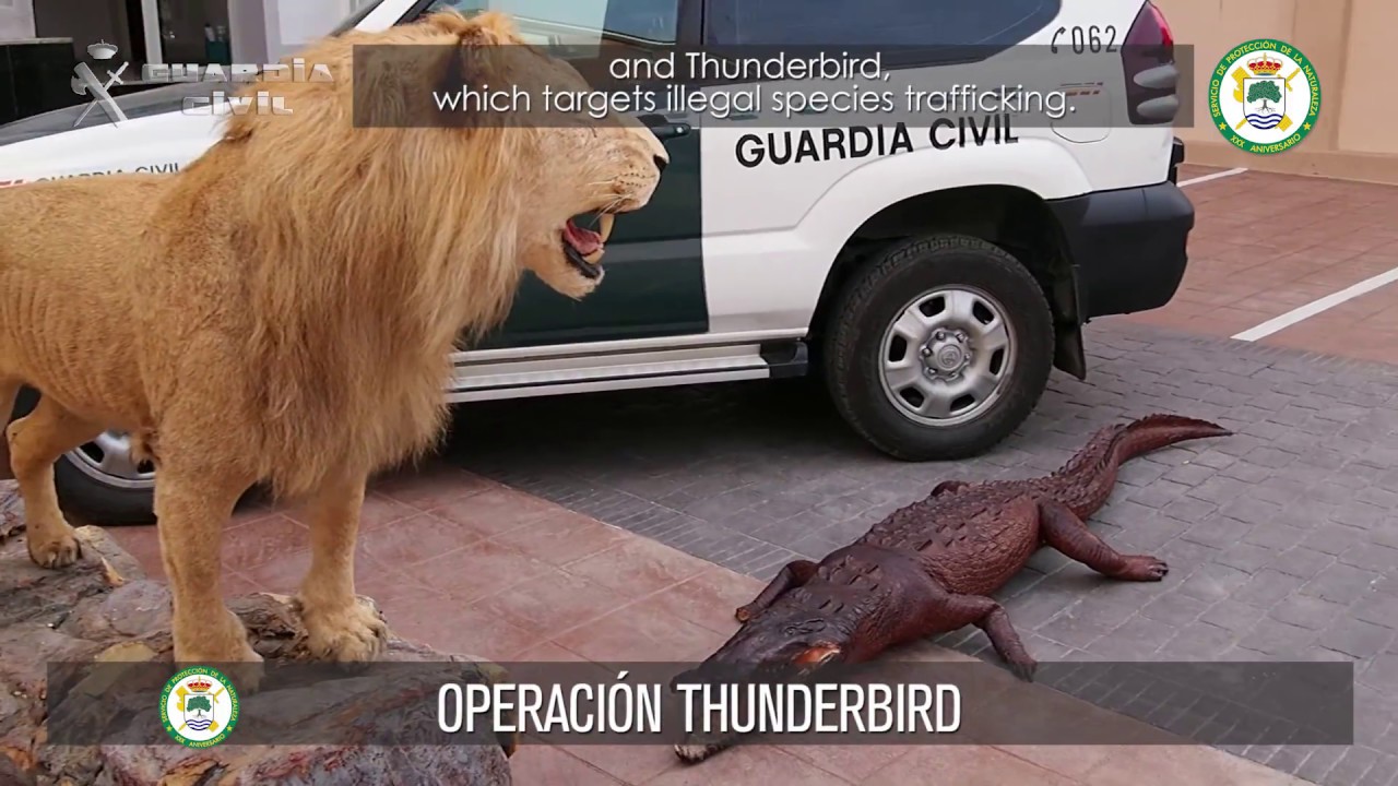 Guardia Civil Nature Protection Service (SEPRONA) subtitled in english