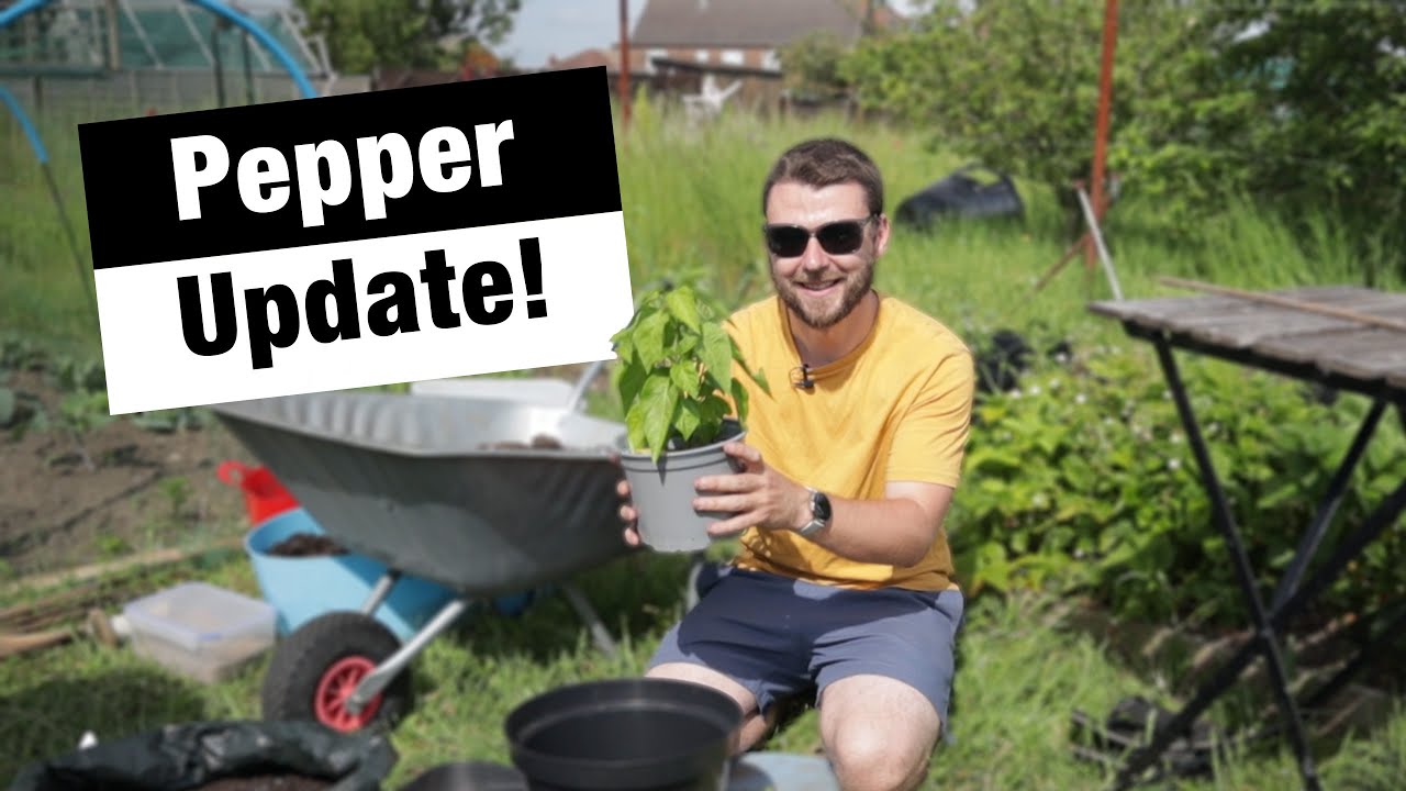 Peppers Into Final Pots! | Soil Mix Experiment | Chili's in Quadgrows | JBs Allotment Diaries