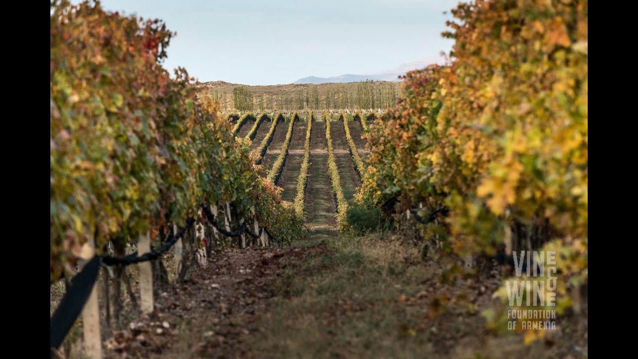 ARMENIA VINE & WINE