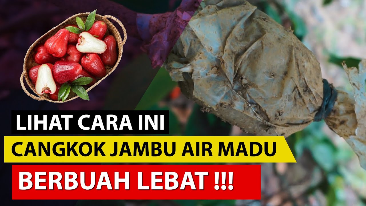 Cara Mencangkok Jambu Air Madu Cepat Tumbuh | Pembiakan Tanaman Buah