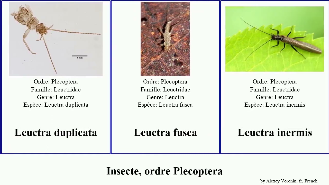 Insecte, ordre Plecoptera leuctra proteus nigra fusca inermis frisoni Acroneuria Indonemoura