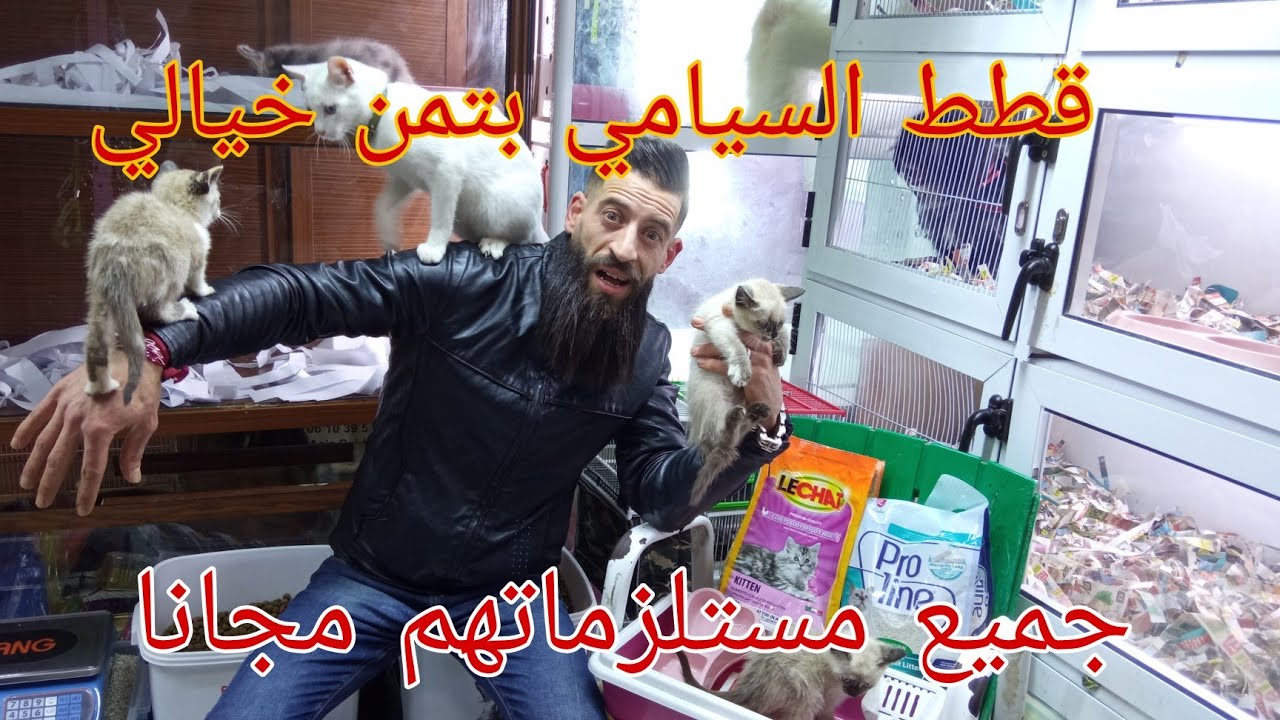 قطط سيامي :تخفيضات استثنائية و جميع مستلزماتهم مجانا