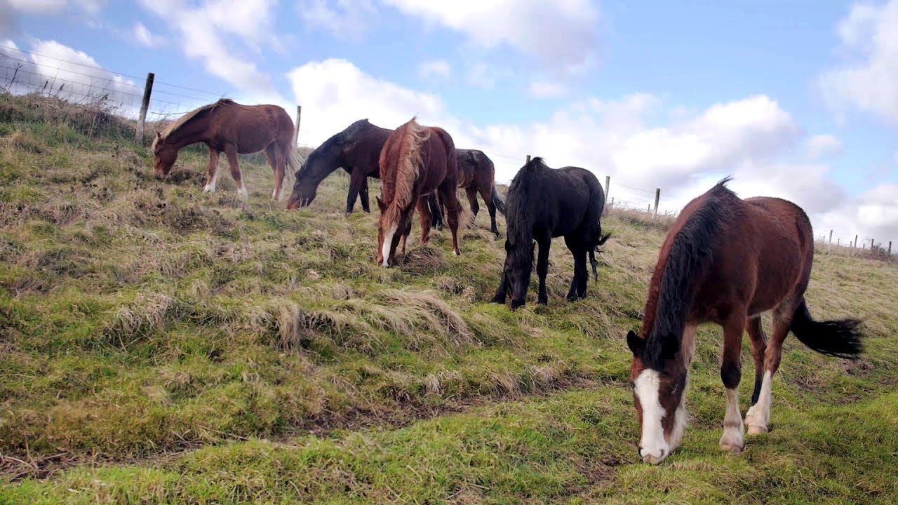 The Sussex Wildlife Trust - Wild about Brighton