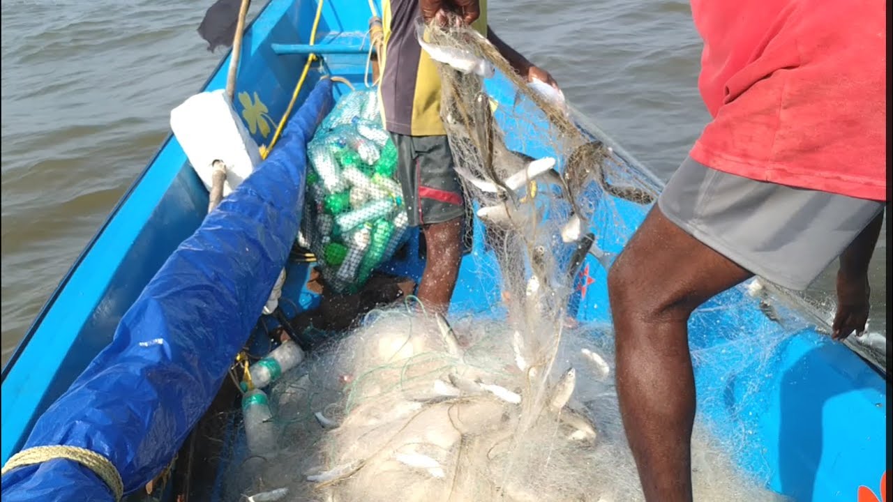 Traditional net fishing //amazing net fishing skills