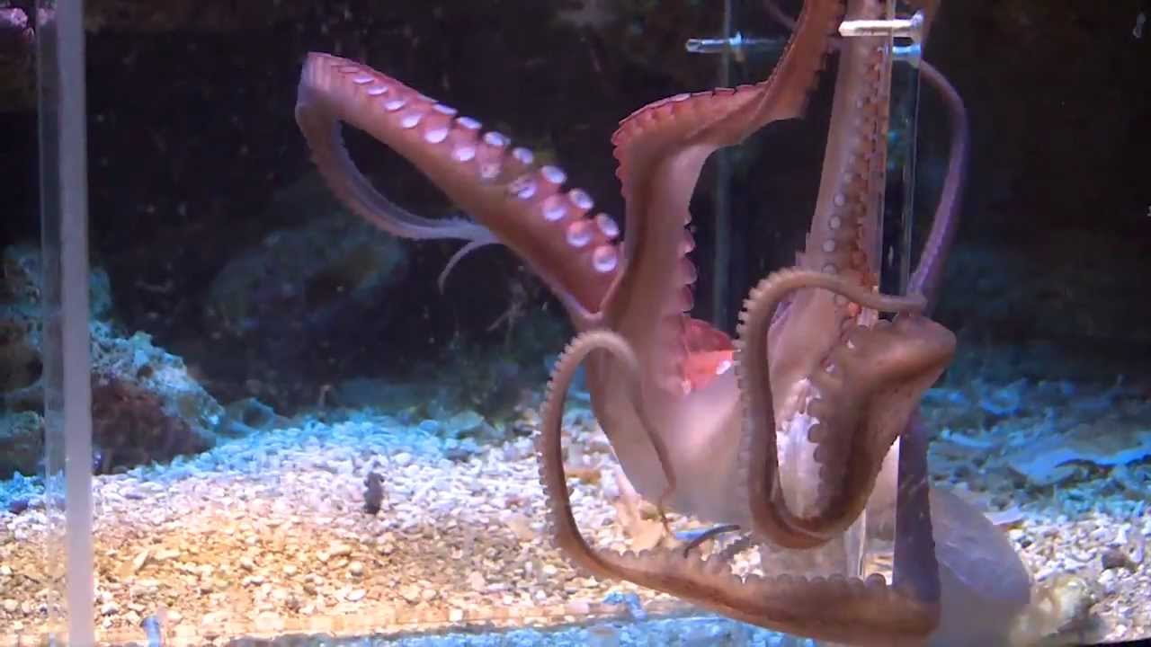 Intelligence du poulpe  /  hunting octopus