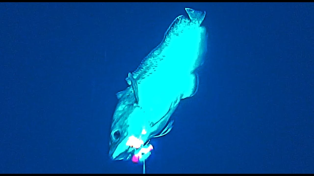 Fishing a Shipwreck with an Underwater Cam CROATIA