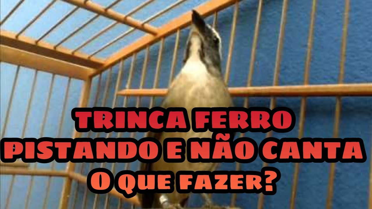TRINCA FERRO PISTANDO E NÃO CANTA O QUE FAZER PARA ELE CANTAR DE CARA E NO TORNEIO!