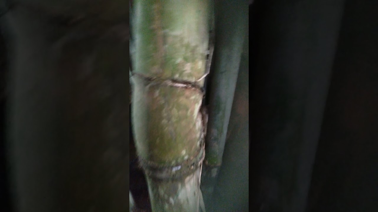 Bambu unik alami asli