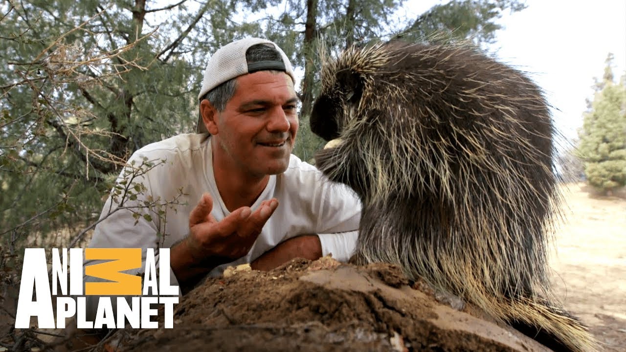 Curiosidades sobre porcos-espinhos | Perdido na Califórnia | Animal Planet Brasil