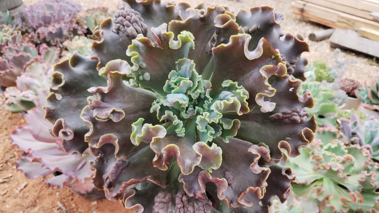 MOSTRANDO SUCULENTAS: FÁCIL OU DIFÍCIL CULTIVO ?
