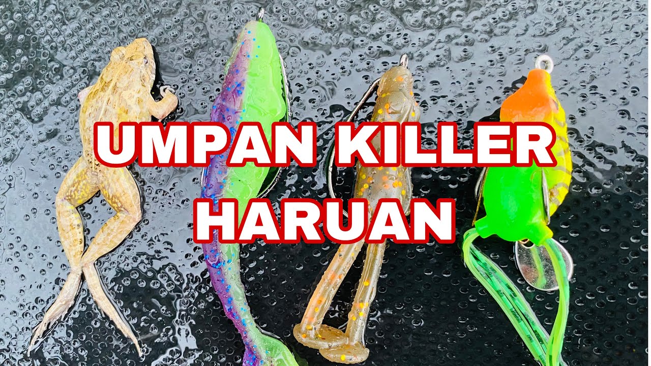Umpan Killer Mancing Haruan‼️
