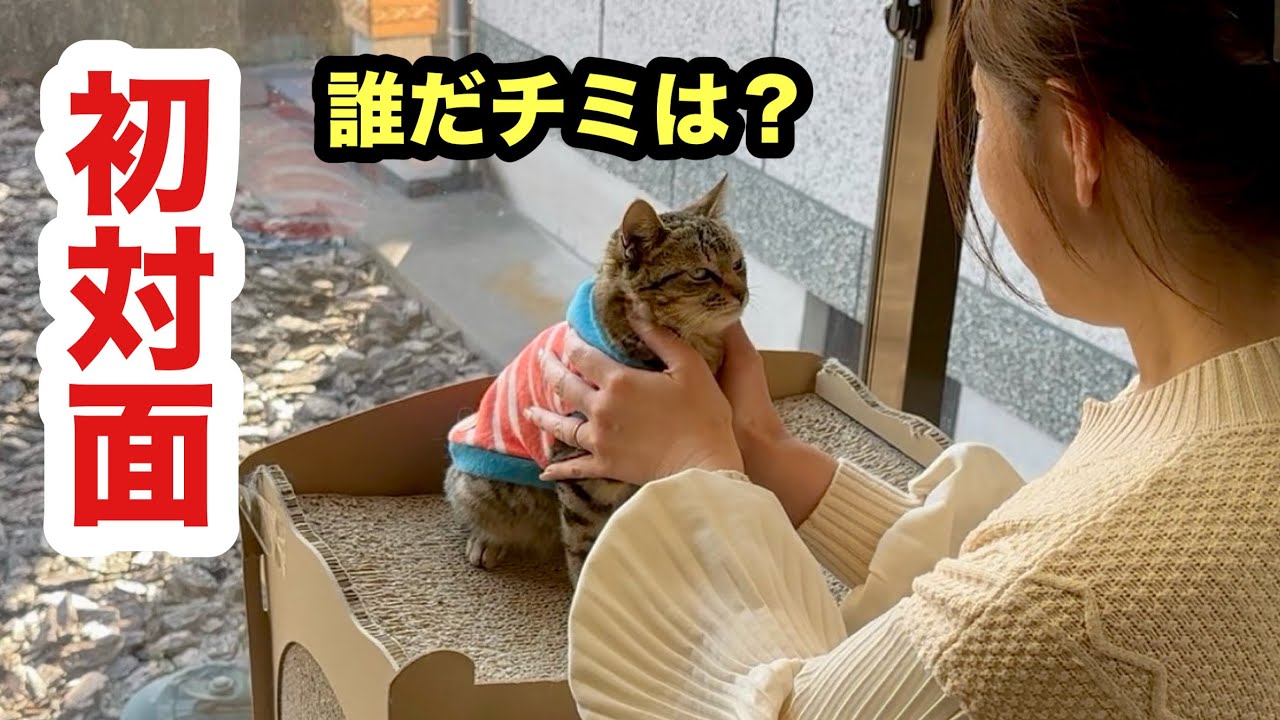 妹と初対面した保護子猫、全く人見知りしませんでした
