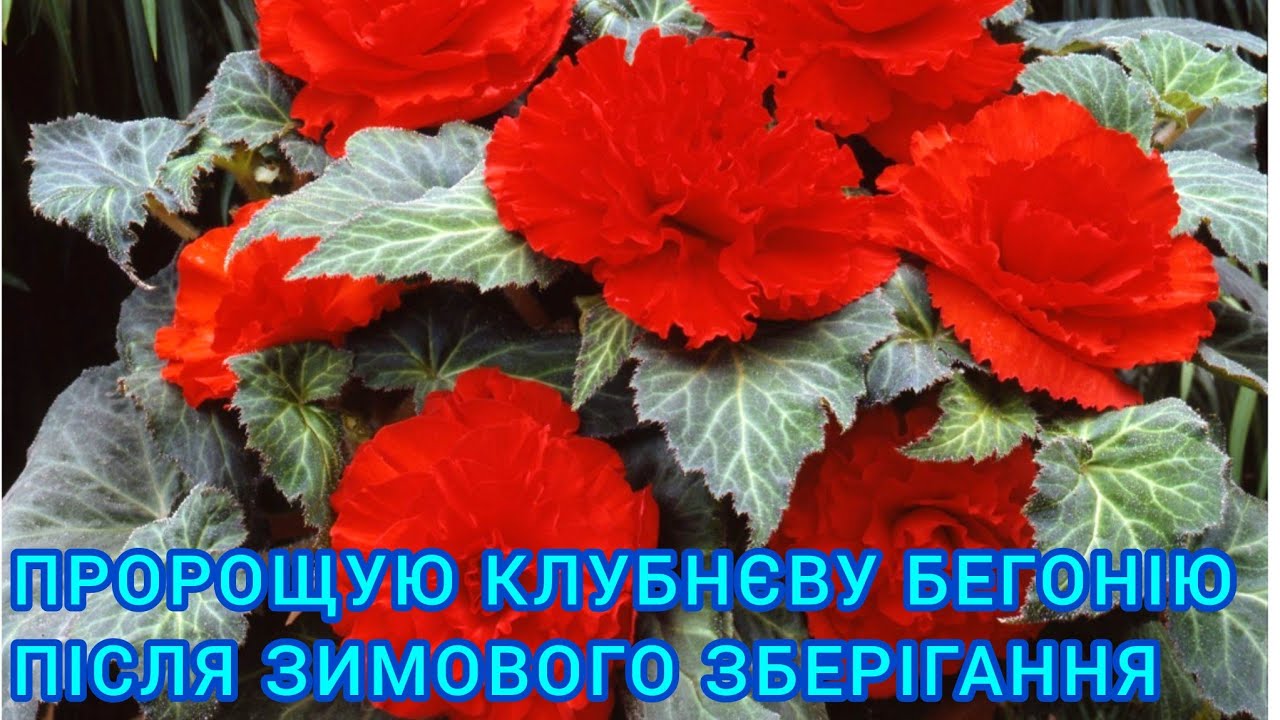 КЛУБНЄВА БЕГОНІЯ🌺ПРОБУДЖЕННЯ ПІСЛЯ ЗИМИ#клубневаябегония#бегонія#клубнєвабегонія#пророщеннябегонії