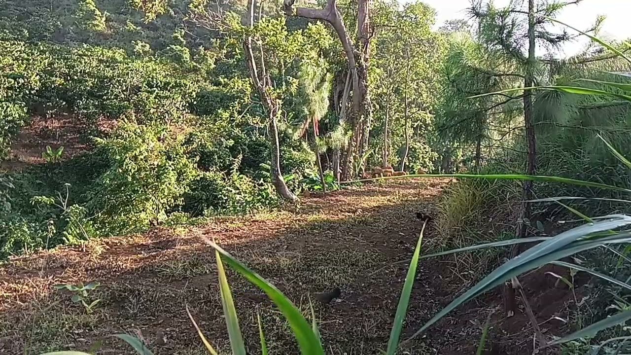 Bổi siêu né giò.đón hướng chuẩn thế mà vẫn móm 