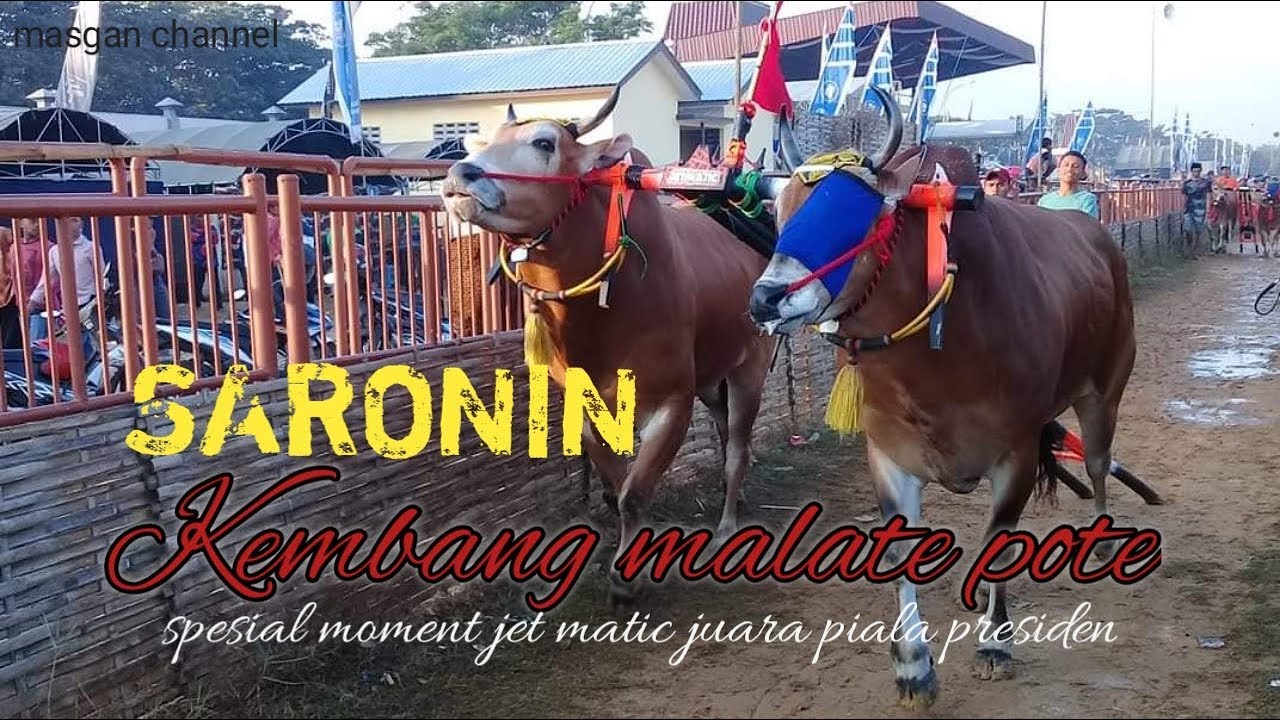 Saronin KEMBANG MALATE POTE // spesial jet matic