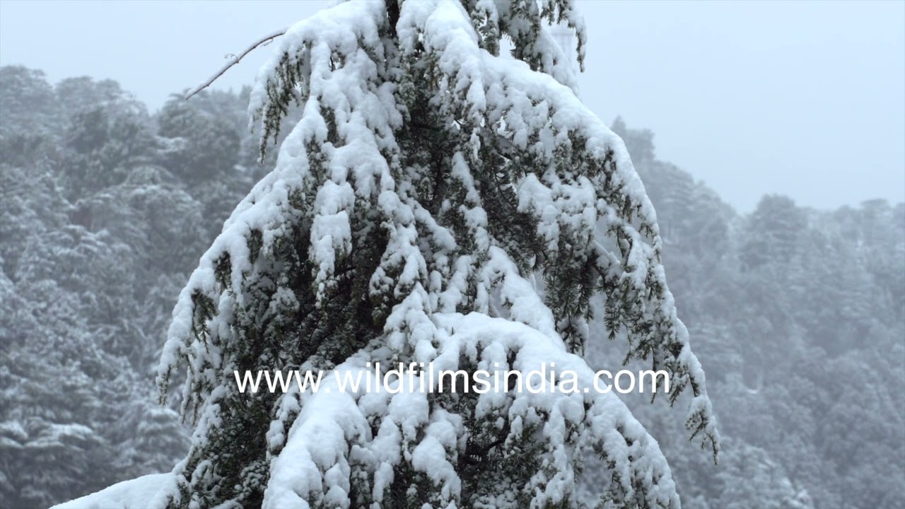 Roads blocked with snow, Jabbarkhet in Mussoorie sees heavy snowfall, bikers walk and skid down
