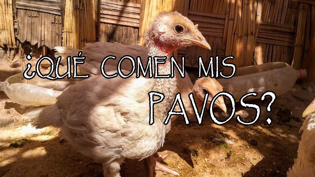 ¿Qué comen los pavos/guajolotes?