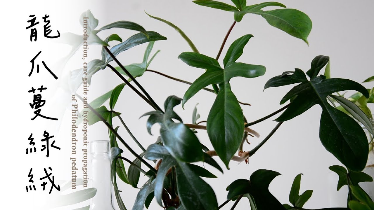 龍爪蔓綠絨外形獨特又好照顧🌿養護與繁殖 Care guide & hydroponic propagation of Philodendron pedatum #室內植物
