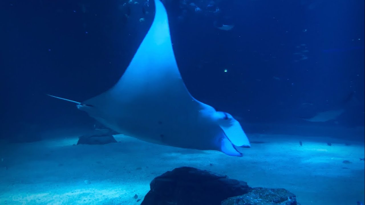 Aquarium Nausicaa, raie Manta 🐠🦈