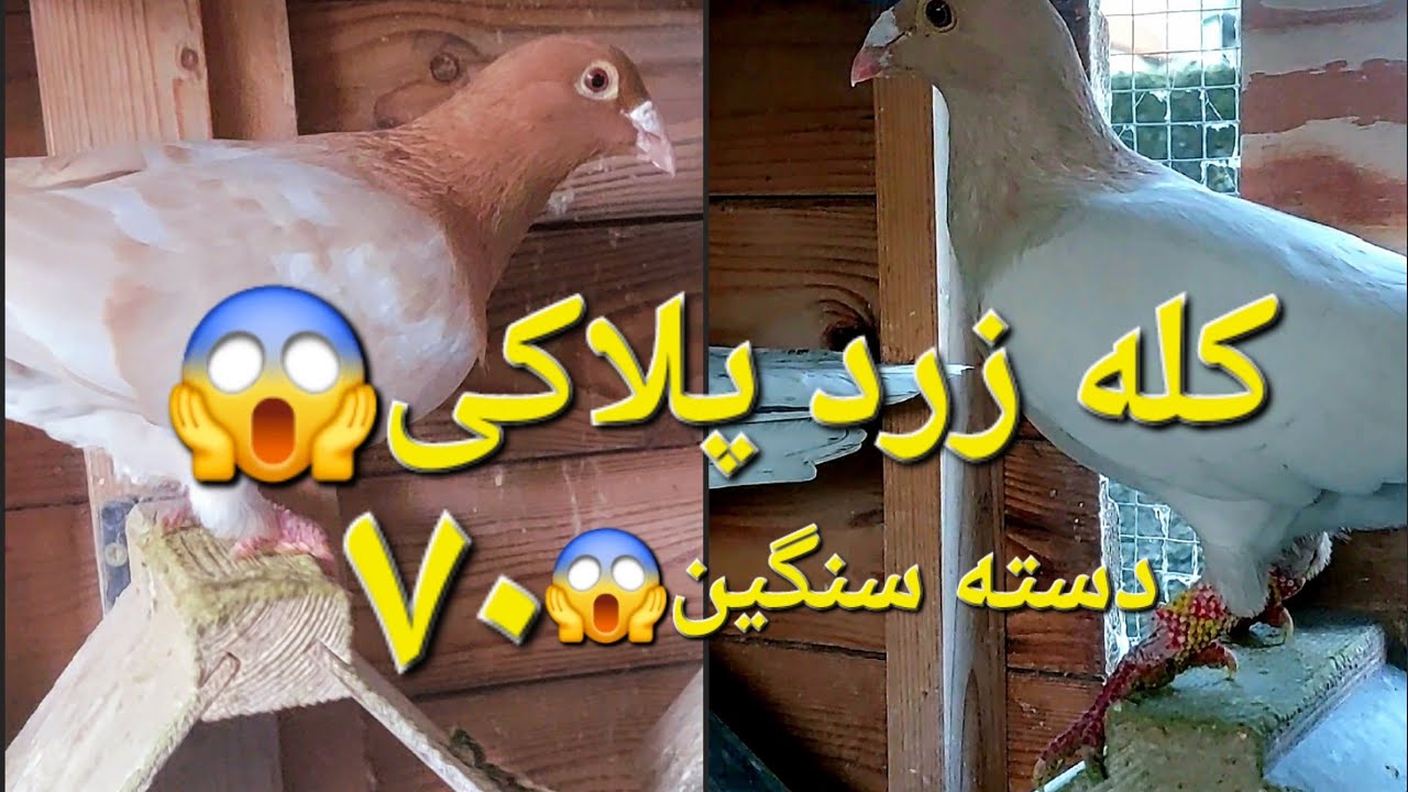 کفتربازی همراه پدر ❤#کبوتر #کفتر#کفتربازی #pigeon #birds 