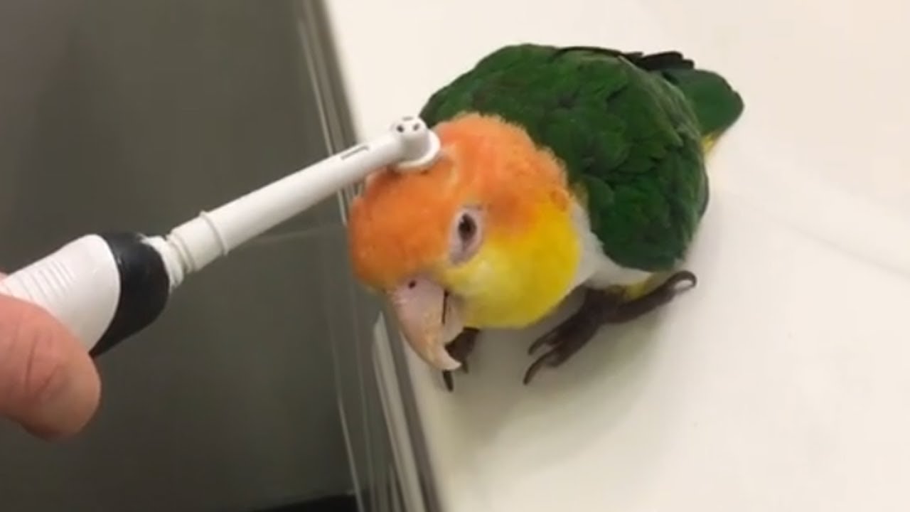 How to brush a Birb
