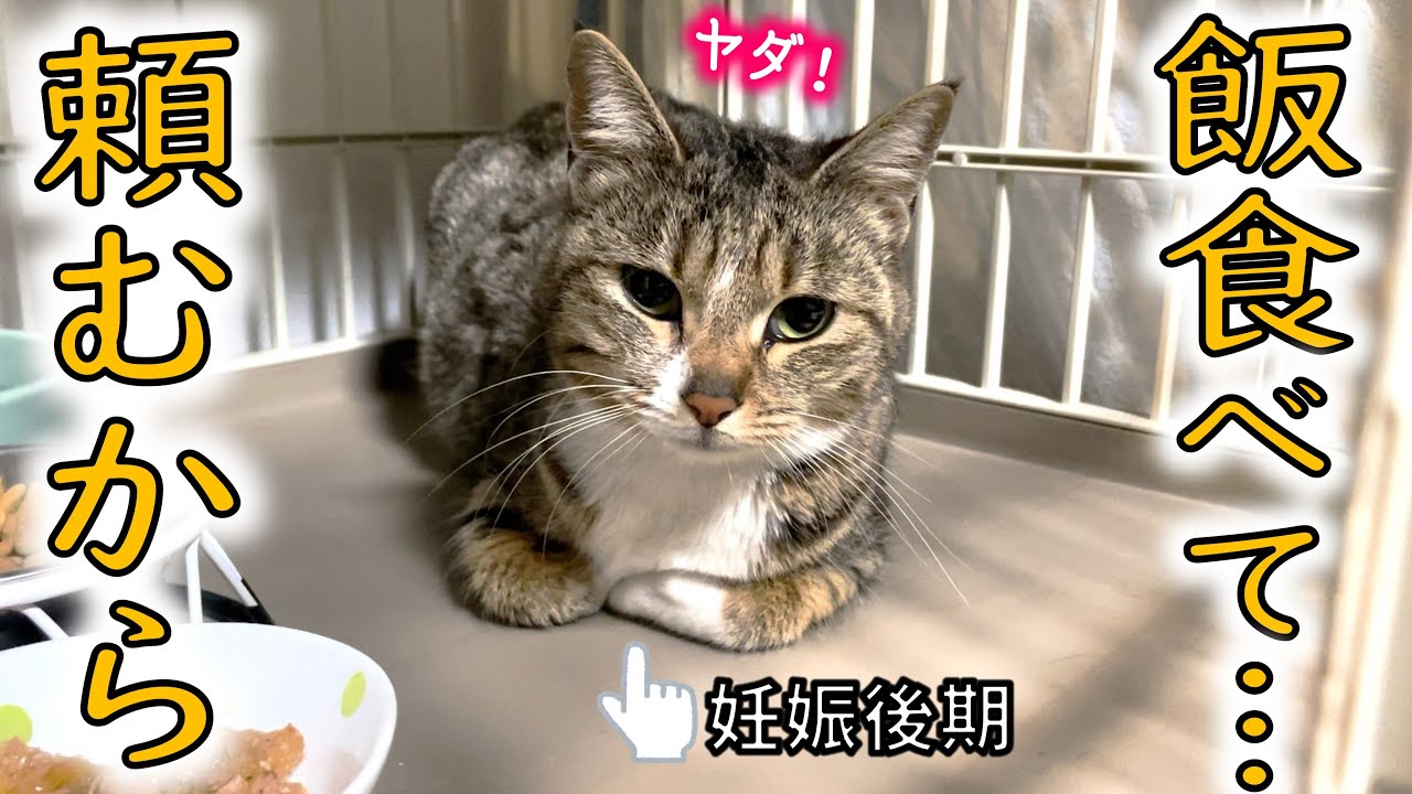 大丈夫？妊娠した保護猫、ご飯を食べず困った…。【妊娠後期】