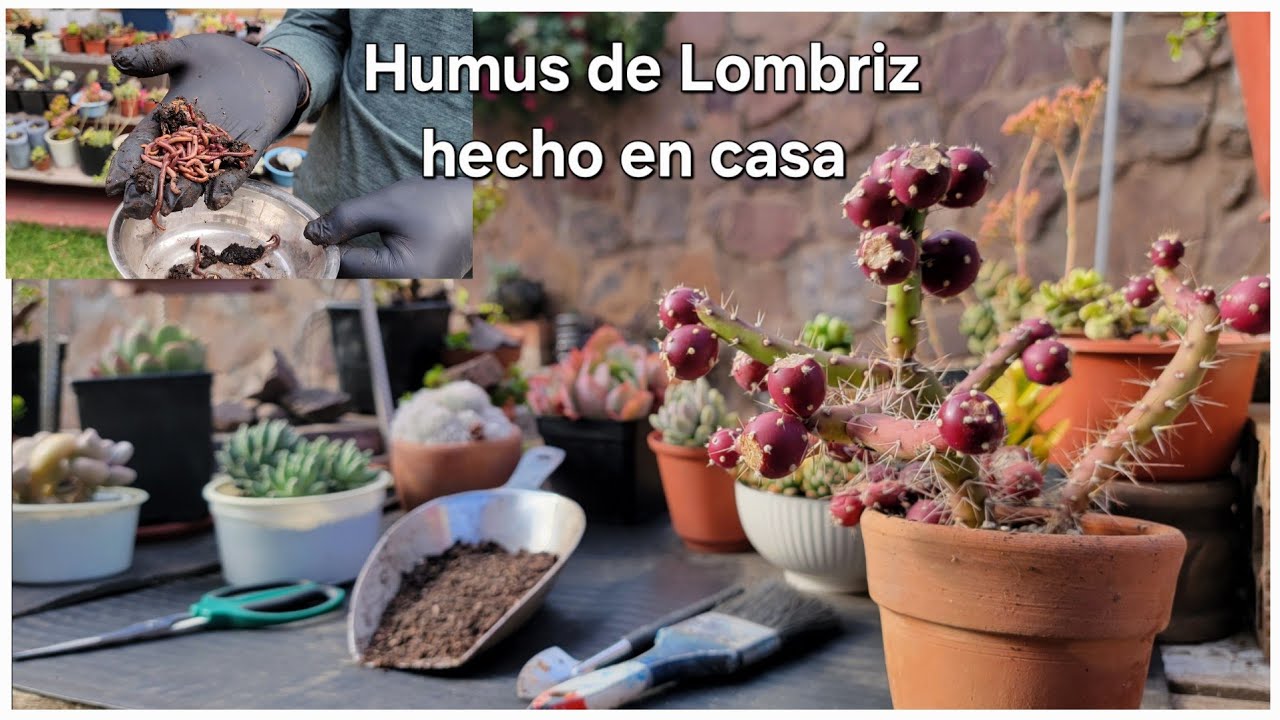 Cómo hacer HUMUS DE LOMBRIZ en casa? | PASO A PASO, FERTILIZANTE ORGÁNICO de muy buena calidad👌 🪱🪴✅️